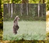 Hush Ecophon akustiikkapaneelit